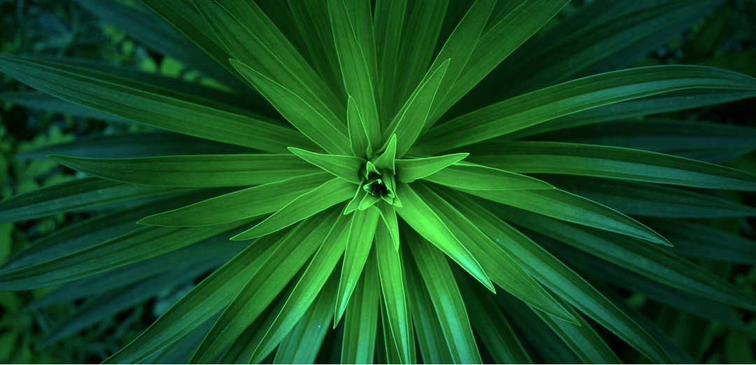 Why carbon credits are more than a compliance tool