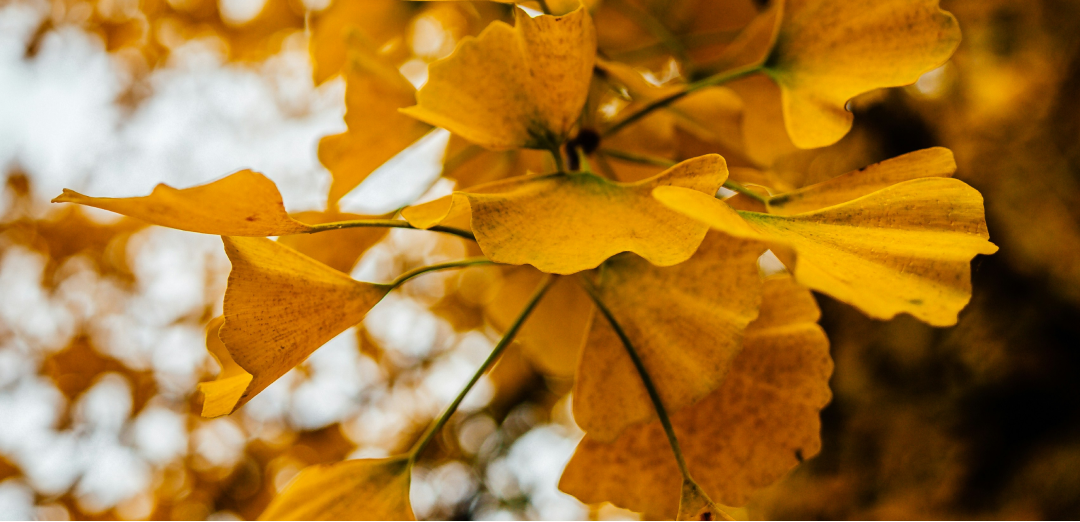 What carbon credit means: A simple explainer