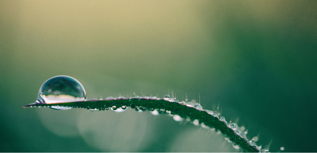 What are Permanence, Leakage, and Additionality in Carbon Offsets?