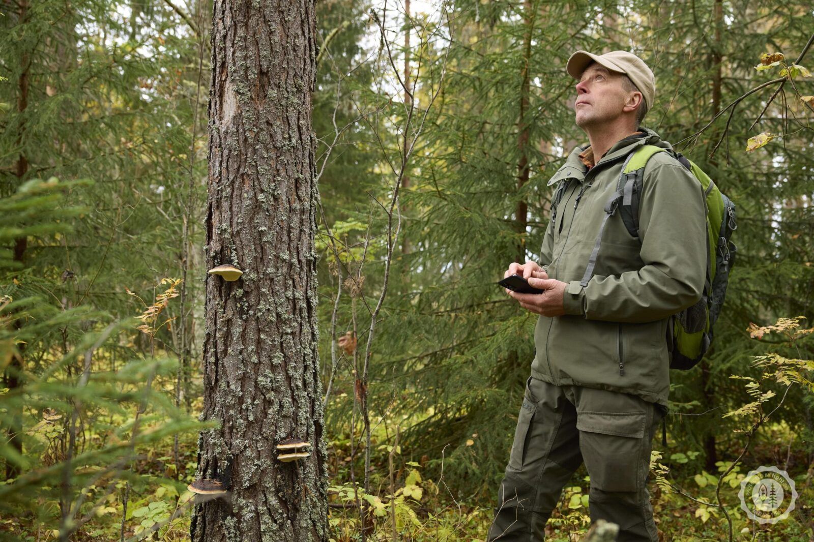 Swedish boreal forest with high conservation value