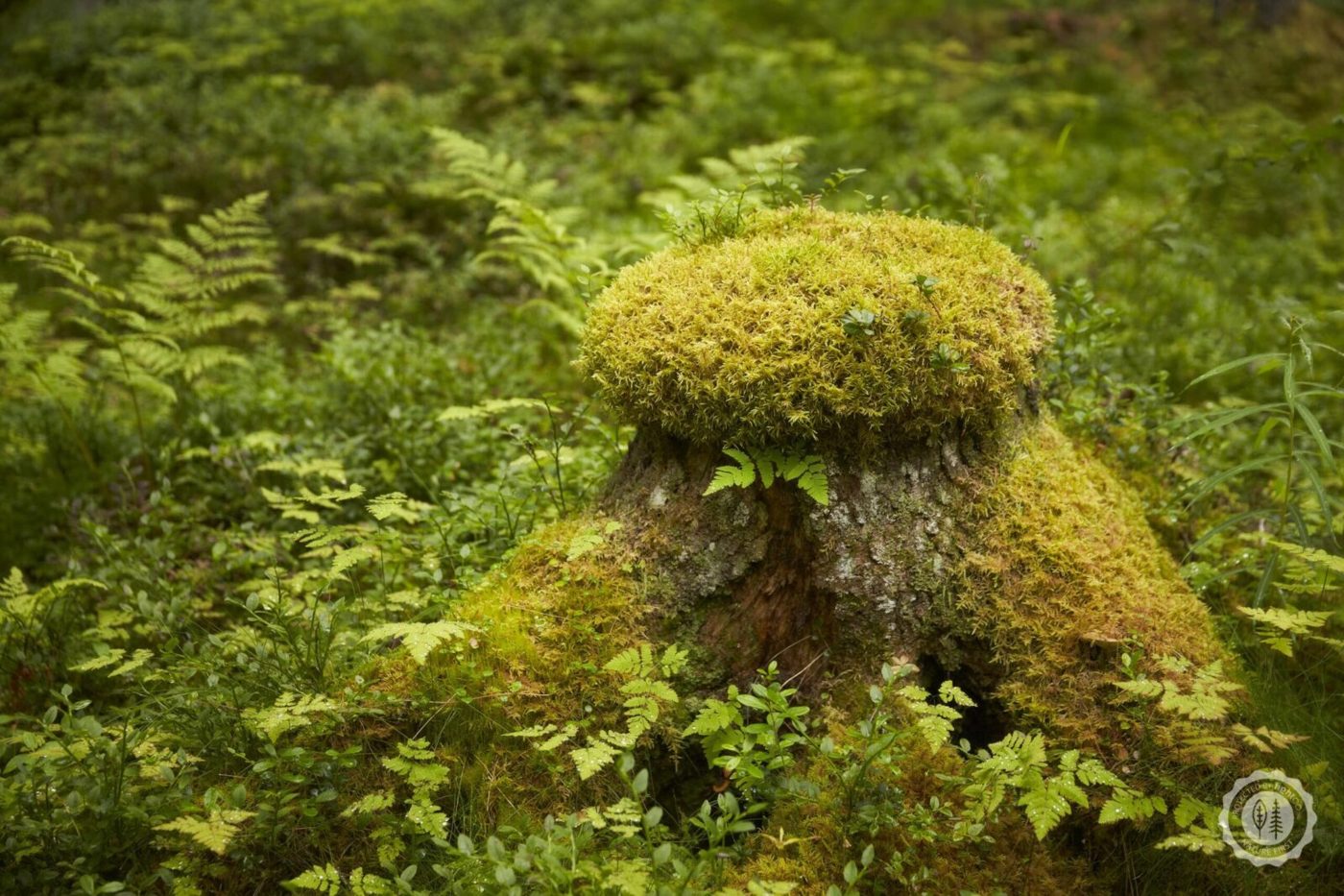 Swedish boreal forest